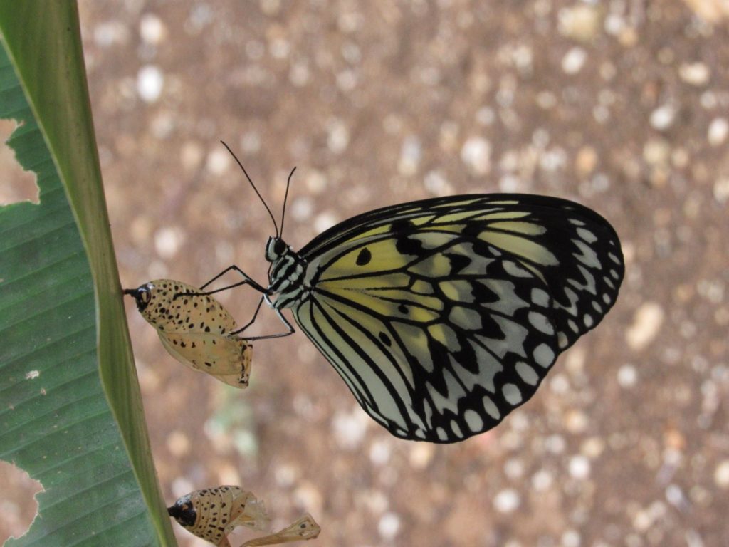 butterfly pupa