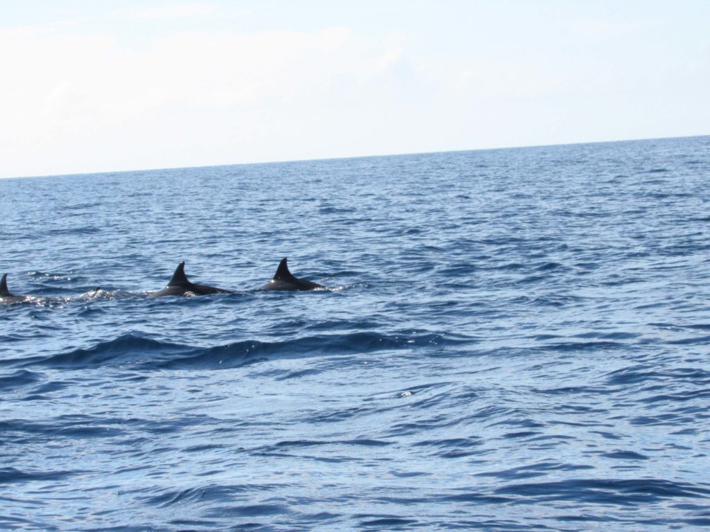 dolphins-pamilacan
