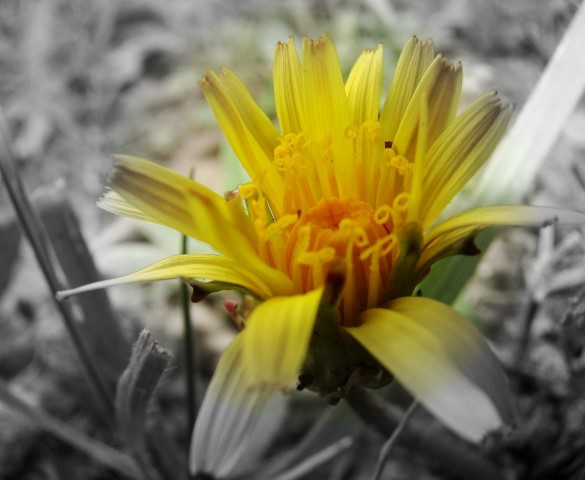 This flower, shot in Qinghai in 2011 is a bit like how I feel: Some color and some shades of grey.