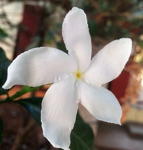 frangipani