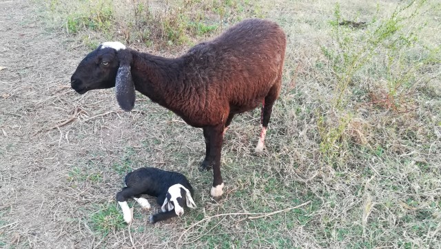 goat with kid