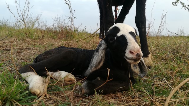 goat kid in bylakuppe