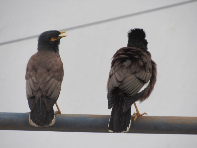 mynas