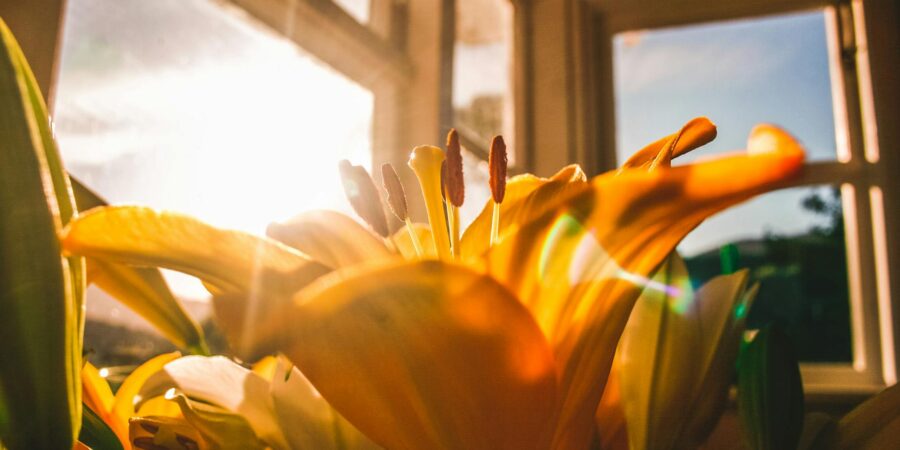 shallow focus of yellow flowers